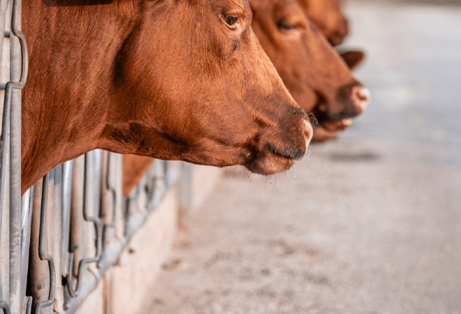 Казахстан может поставлять продукцию животноводства в 42 страны