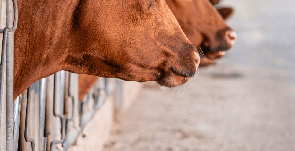 Казахстан может поставлять продукцию животноводства в 42 страны