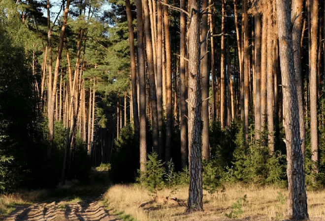 Құны 2,2 млрд теңге орман қорының жері мемлекетке қайтарылды: жер кімге беріледі 