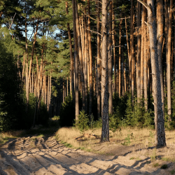 Құны 2,2 млрд теңге орман қорының жері мемлекетке қайтарылды: жер кімге беріледі 