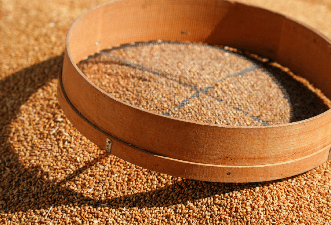 Казахстан экспортировал 3,9 млн тонн зерна нового урожая