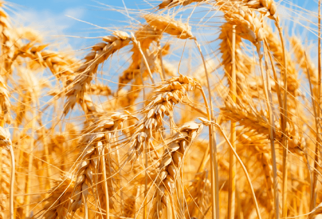 Бидай мен жүгері өңдеу саласына 2,6 млрд доллар инвестиция тартылады