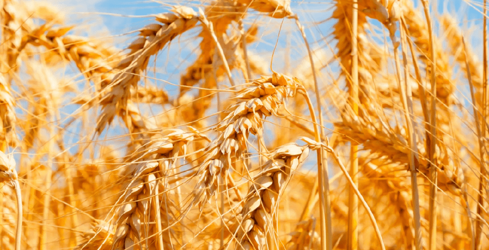 Бидай мен жүгері өңдеу саласына 2,6 млрд доллар инвестиция тартылады