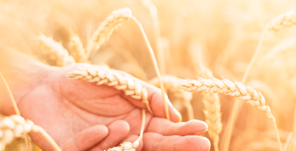 2025 жылы аграршыларды форвардтық қаржыландыруға 30 млрд теңге бөлінді 