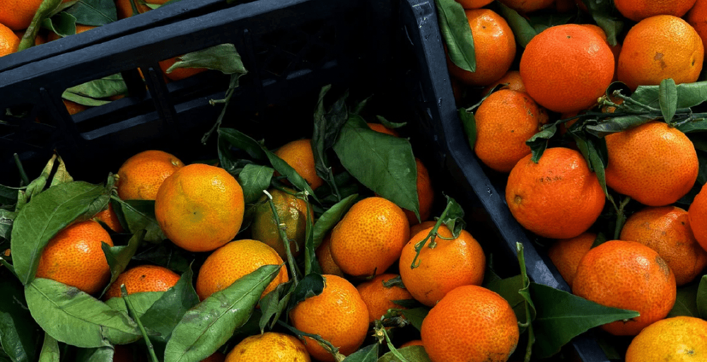 Казахстан импортировал рекордные объемы мандаринов в 2025 году
