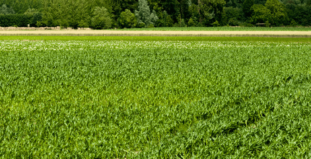Жетісу облысындағы жер учаскелері мемлекет меншігіне қайтарылды