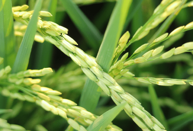 Биыл елдегі күріш алқаптары тағы 7,5 мың гектарға қысқарады 