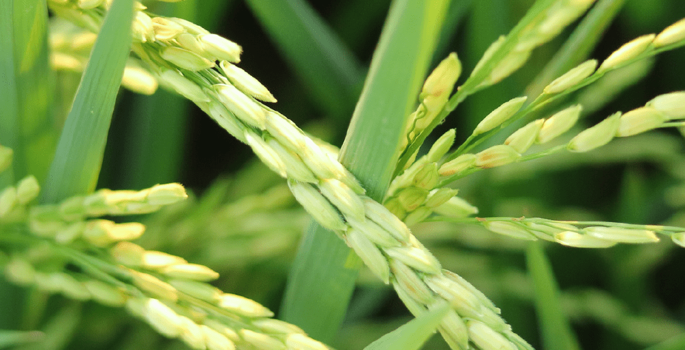 Биыл елдегі күріш алқаптары тағы 7,5 мың гектарға қысқарады 