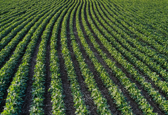 Казахстан увеличит посевы картофеля, моркови и кукурузы в 2026 году