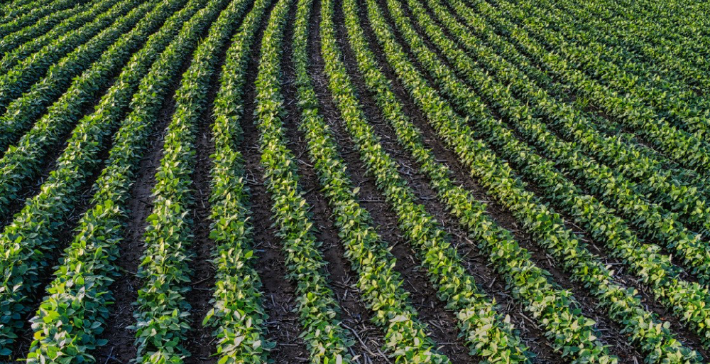 Өңірлер 2026 жылы әлеуметтік маңызы бар көкөністер мен жүгері егісін ұлғайтады  