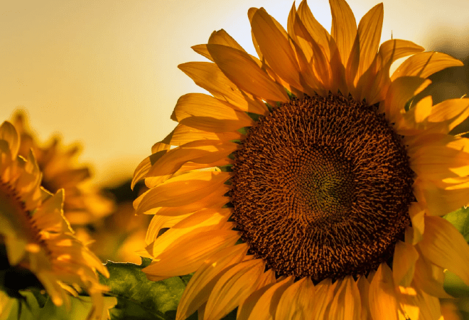 Казахстан вошел в топ-3 поставщиков подсолнечного шрота в ЕС