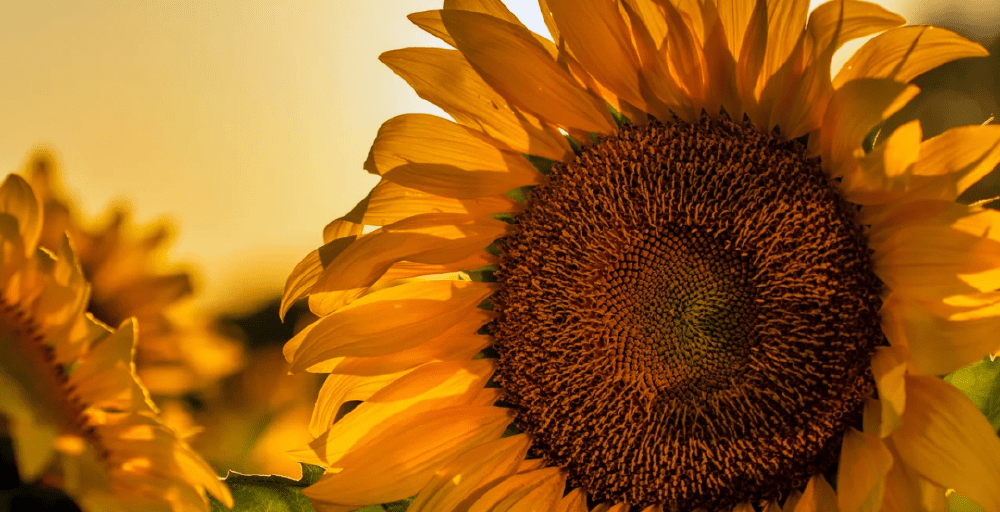 Казахстан вошел в топ-3 поставщиков подсолнечного шрота в ЕС