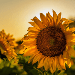 Казахстан вошел в топ-3 поставщиков подсолнечного шрота в ЕС