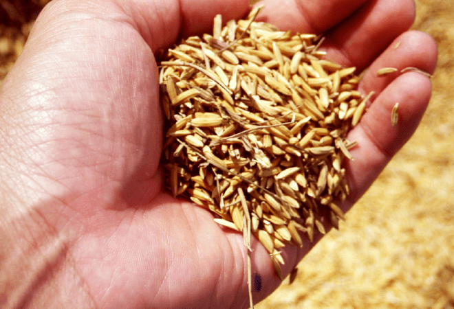 Елден 5,8 млн тонна астық экспортталды 