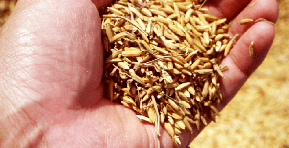 Елден 5,8 млн тонна астық экспортталды 