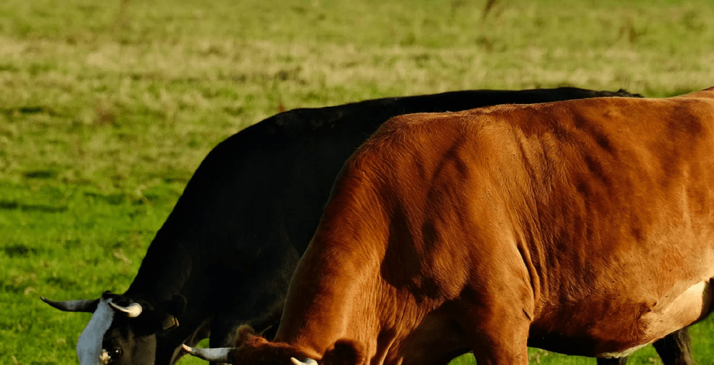 Поголовье крупного рогатого скота в Казахстане доведут до 12 млн голов