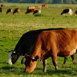 Поголовье крупного рогатого скота в Казахстане доведут до 12 млн голов