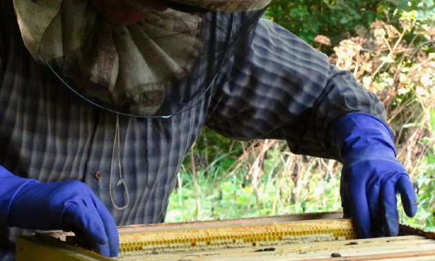 Пчеловодство становится новой точкой роста агроэкспорта Казахстана