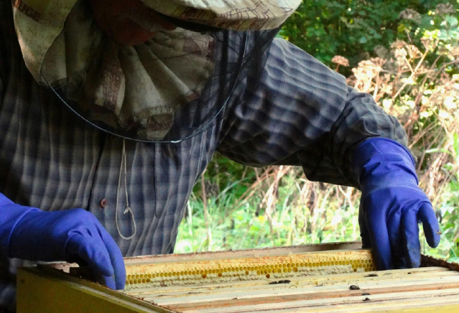 Пчеловодство становится новой точкой роста агроэкспорта Казахстана