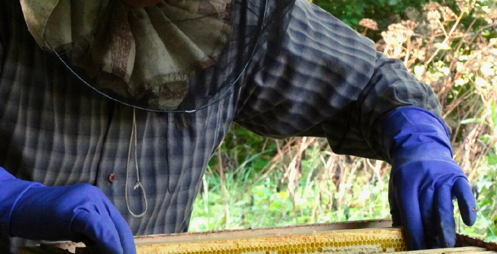 Пчеловодство становится новой точкой роста агроэкспорта Казахстана