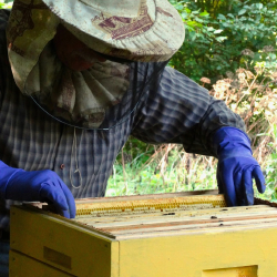 Пчеловодство становится новой точкой роста агроэкспорта Казахстана