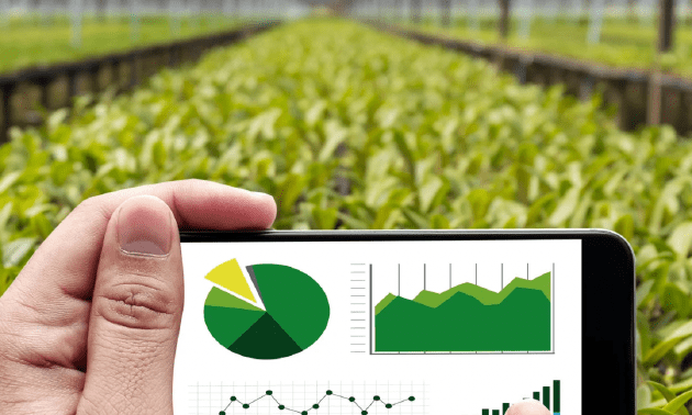 Что будут выращивать в Шымкенте в 2026 году