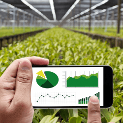 Что будут выращивать в Шымкенте в 2026 году