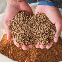 В трех регионах могут построить заводы по производству рыбных кормов  