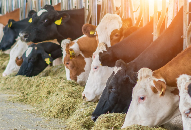 Минсельхоз РК запустил льготное кредитование животноводства под 6%