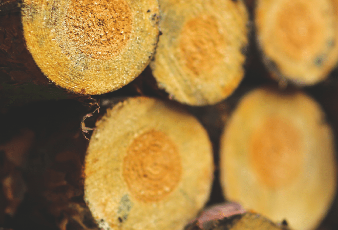 Маркировка древесины позволит усилить контроль за оборотом лесоматериалов