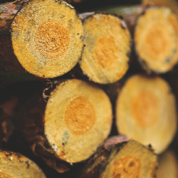 Маркировка древесины позволит усилить контроль за оборотом лесоматериалов