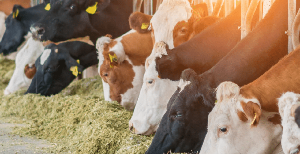 Мал шаруашылығын 6% мөлшерлемемен жеңілдетілген несиелеу іске қосылды  