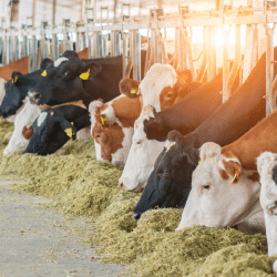 Мал шаруашылығын 6% мөлшерлемемен жеңілдетілген несиелеу іске қосылды  