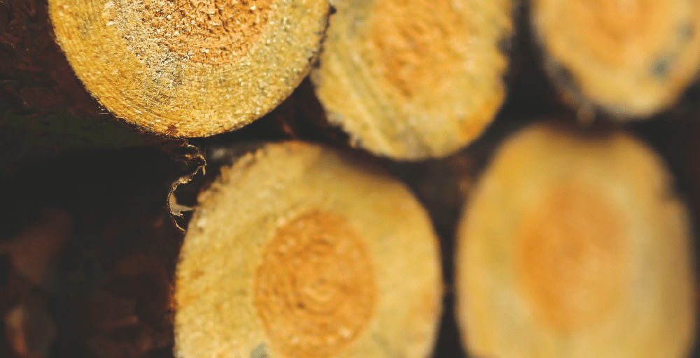 Елімізде ағашты дайындаудан сатуға дейін қадағалау жүйесі тексерілді