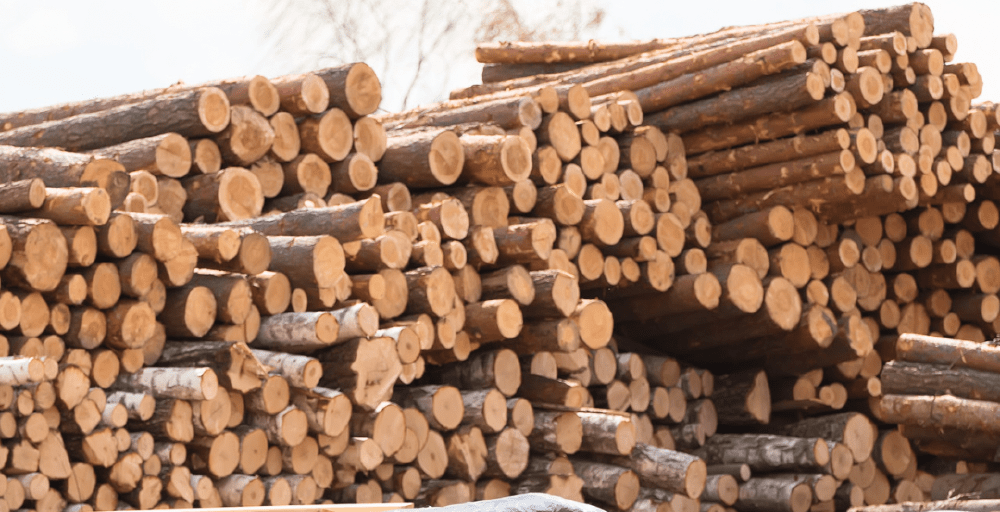 Үкімет СҚО-да ағаш өңдеу зауытын салу жөніндегі инвестициялық келісімді мақұлдады 