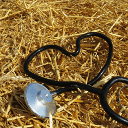 На бесплатную форму и льготы ветеринарам в РК планируют выделять 27 млрд тенге в год