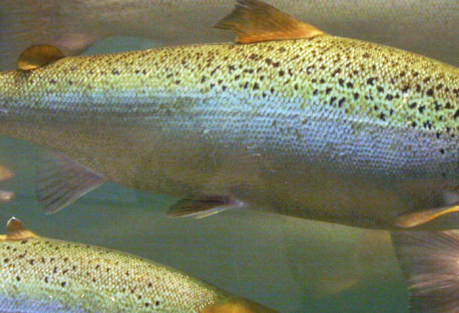 Қазақстанның балық саласының инвестпортфелі 60 млрд теңгеге жетті