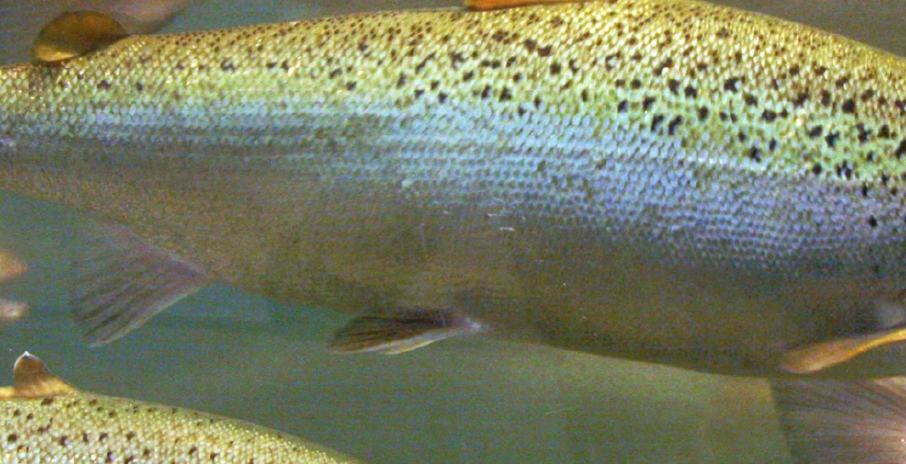 Қазақстанның балық саласының инвестпортфелі 60 млрд теңгеге жетті