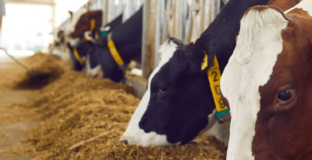 Үкімет басшысы мал шаруашылығында өнімділікті ұлғайтуды тапсырды 