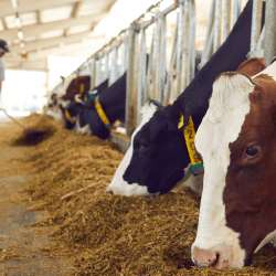 Үкімет басшысы мал шаруашылығында өнімділікті ұлғайтуды тапсырды 