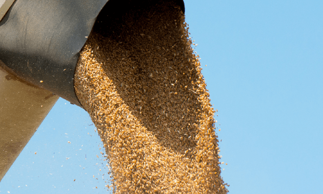 Завод по глубокой переработке зерна построят в Акмолинской области