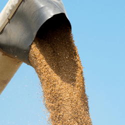 Ақмола облысында 300 млрд теңгеге астықты терең өңдеу зауыты салынады 