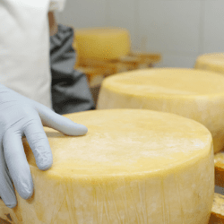 Иранский инвестор построит в Казахстане сыродельный завод за 35 млрд тенге